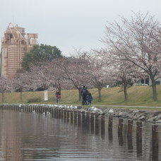 3月30日　スカイツリーお花見カヌーツアー　HIDEのイメージ