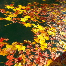 11月14日　四万湖カヌーツアー　ちひろのイメージ