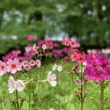 6月20日　中禅寺湖カヌーツアーのイメージ